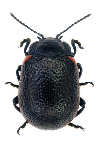 Réf. 313 077 : Chrysolina kuesteri